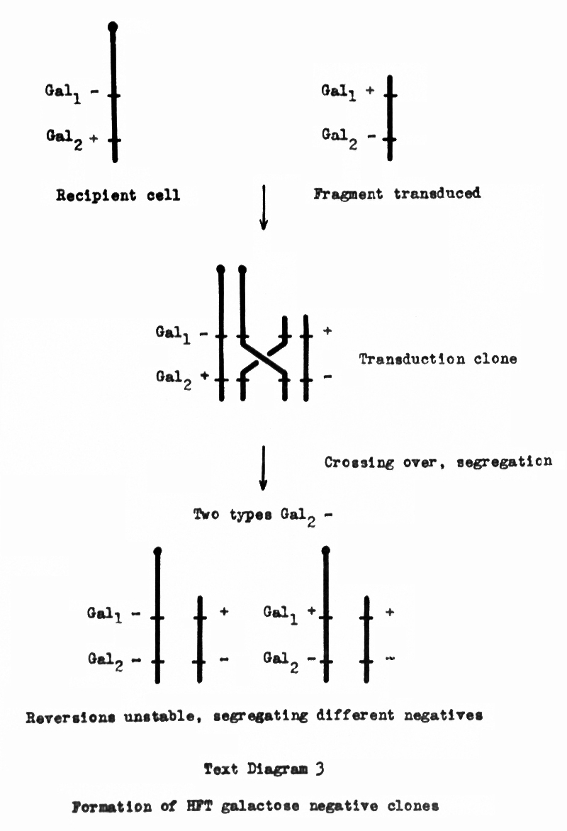 IMGL_00063 High-Frequency Transduction Clones